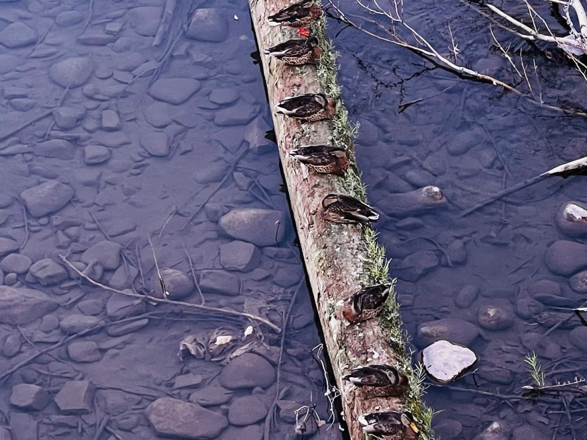 Getting our ducks in a&nbsp;row…