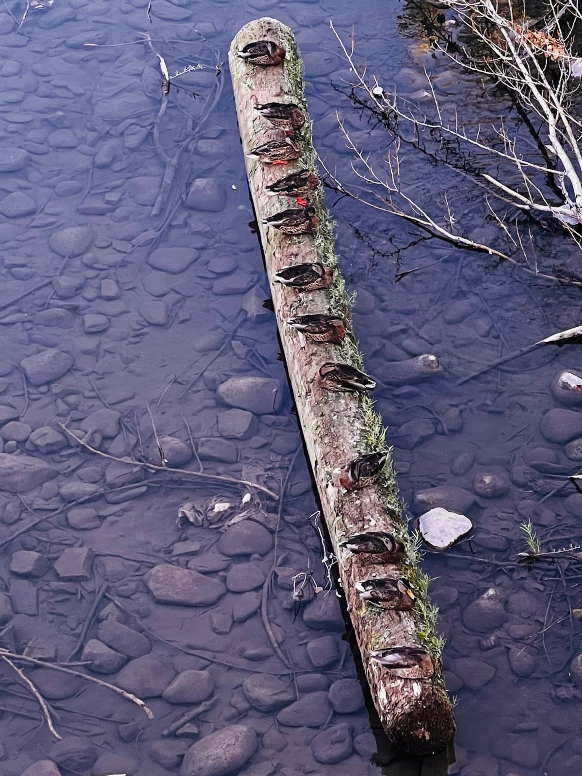 Getting our ducks in a&nbsp;row…