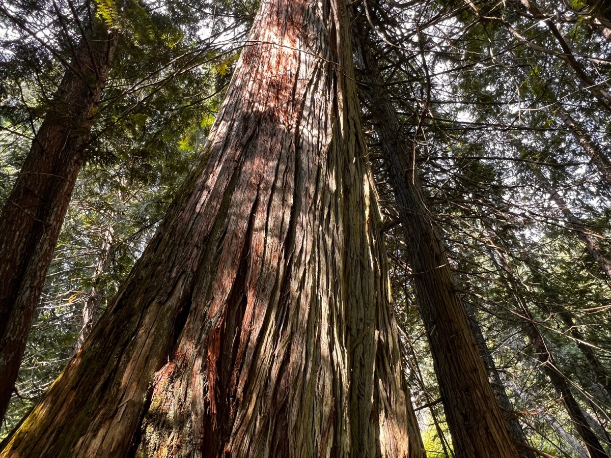 Climb the Kaslo&nbsp;River