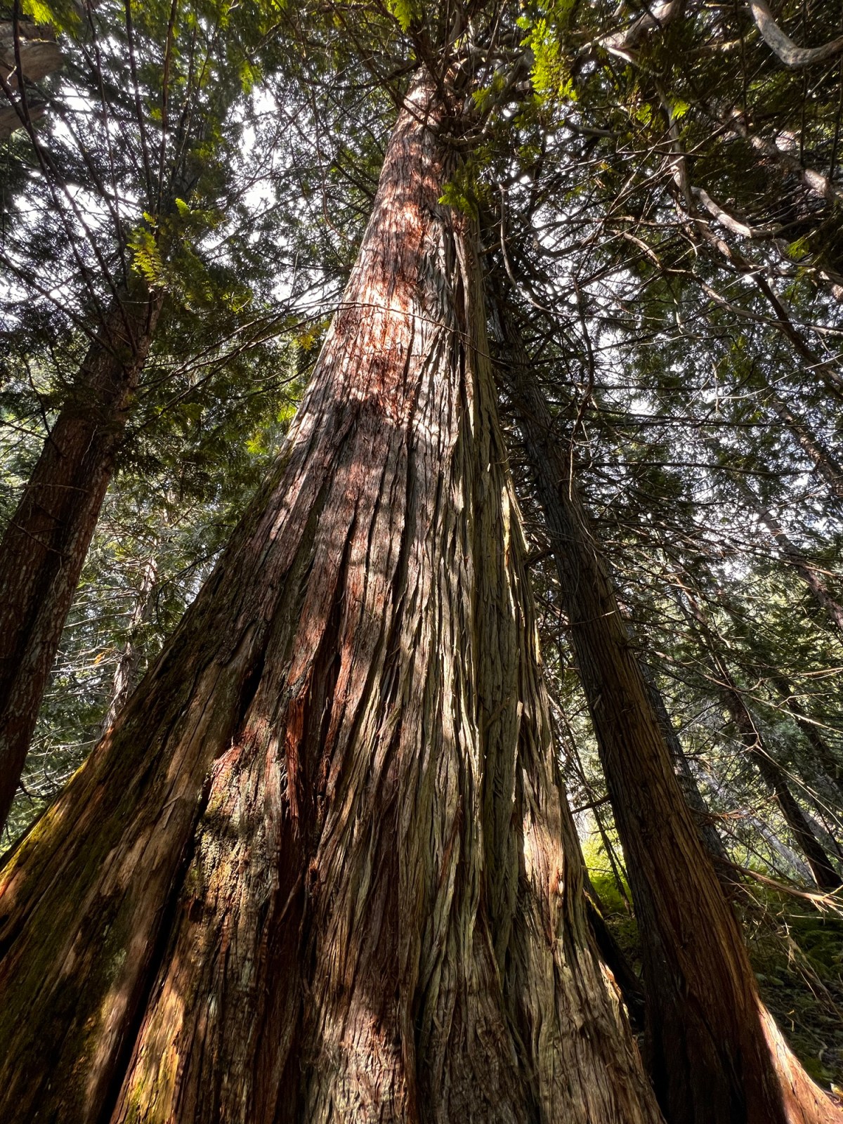 Climb the Kaslo&nbsp;River