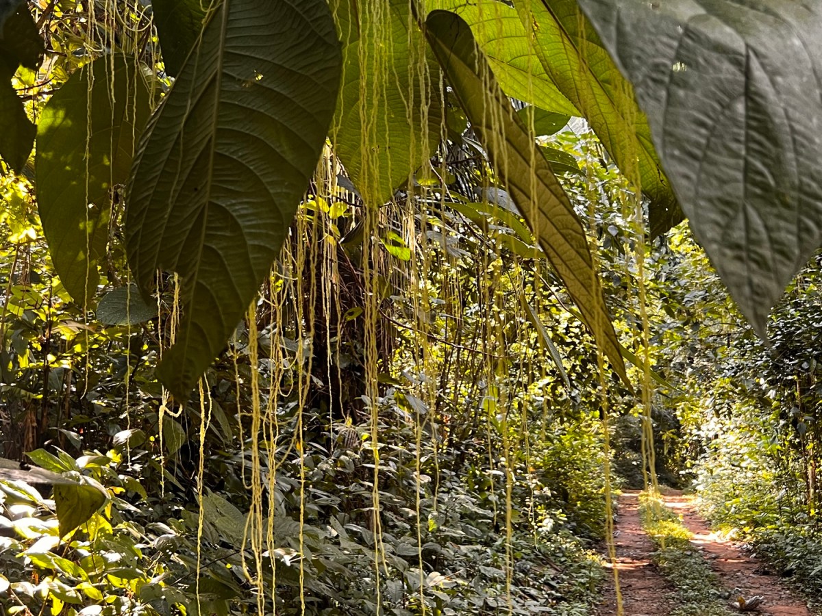 Bocawina Rain Forest