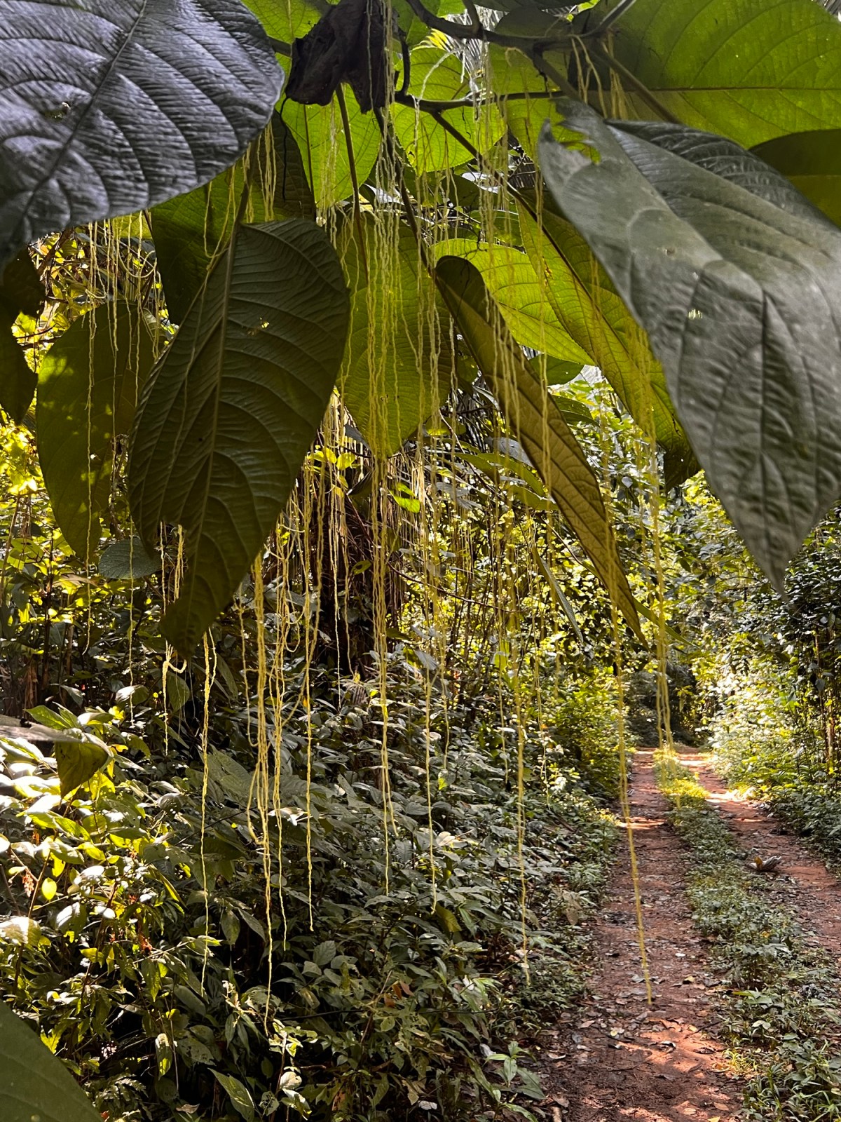 Bocawina Rain Forest