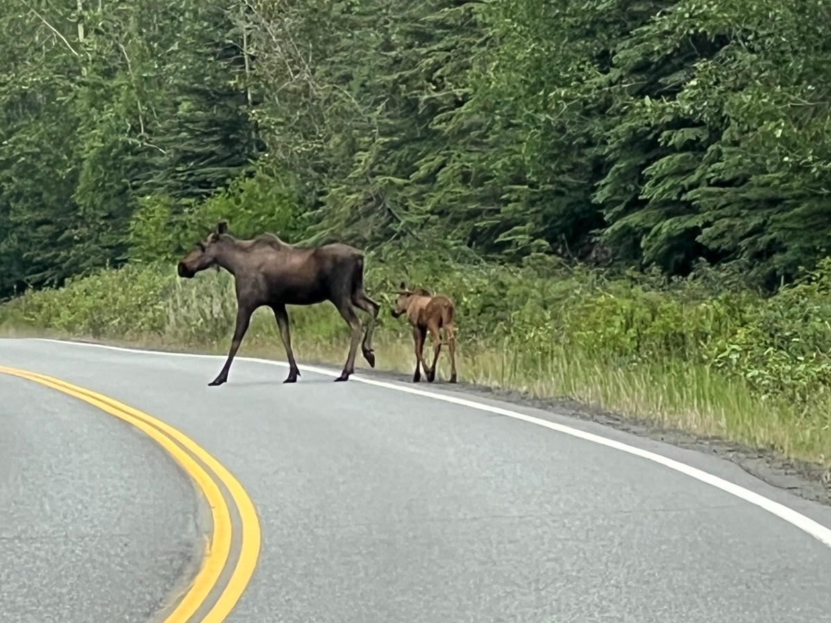 Glaciers & Moose kind of&nbsp;day