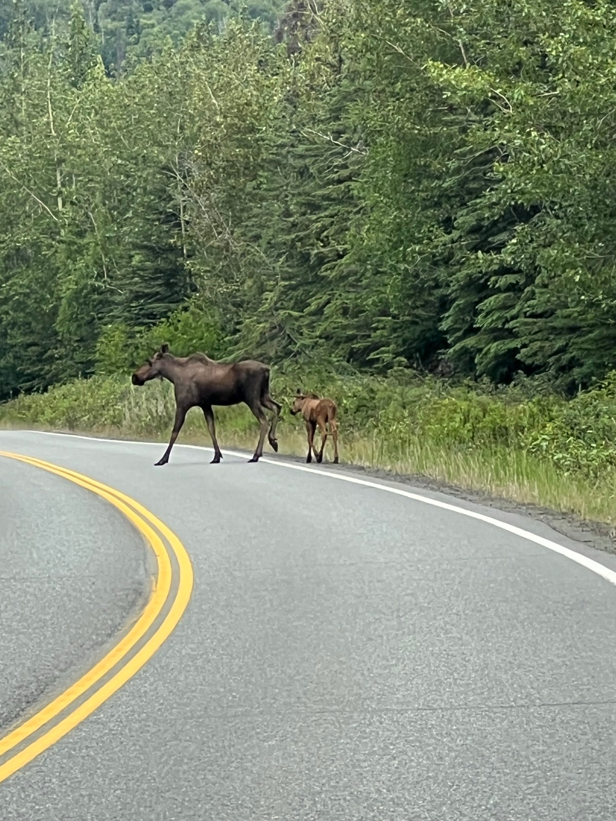 Glaciers & Moose kind of&nbsp;day