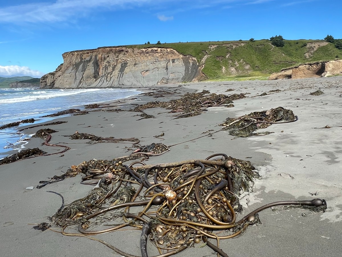 Kodiak… day 2