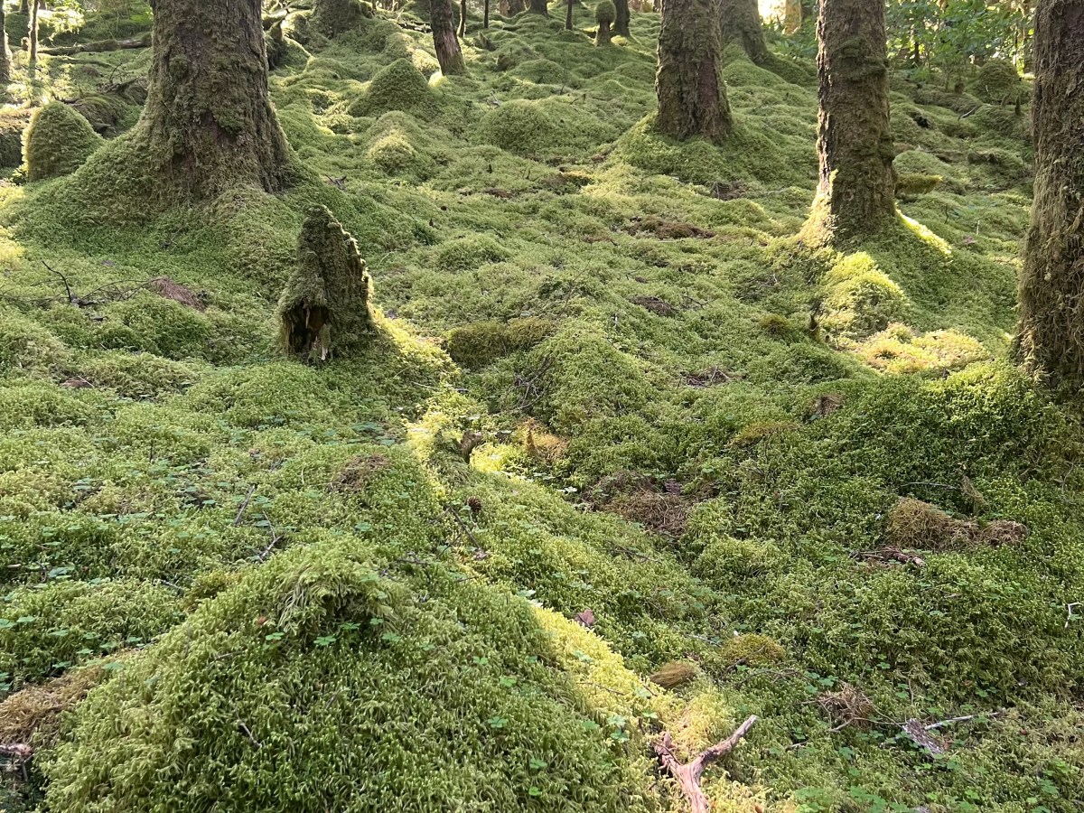 A mossy hike…Kodiak&nbsp;3