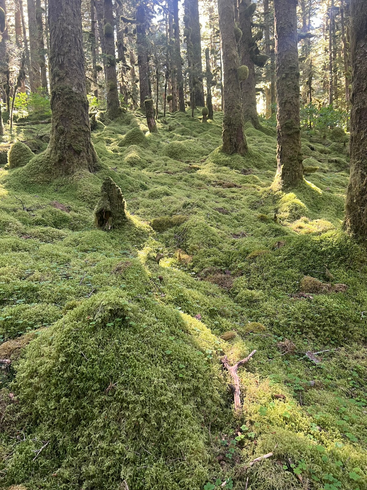 A mossy hike…Kodiak&nbsp;3