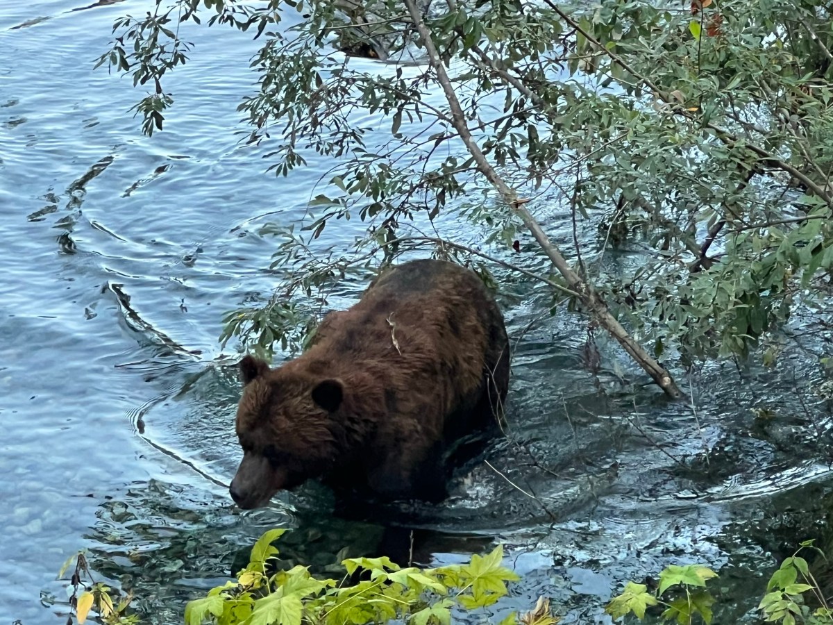 Hyder AK…bears &&nbsp;glaciers