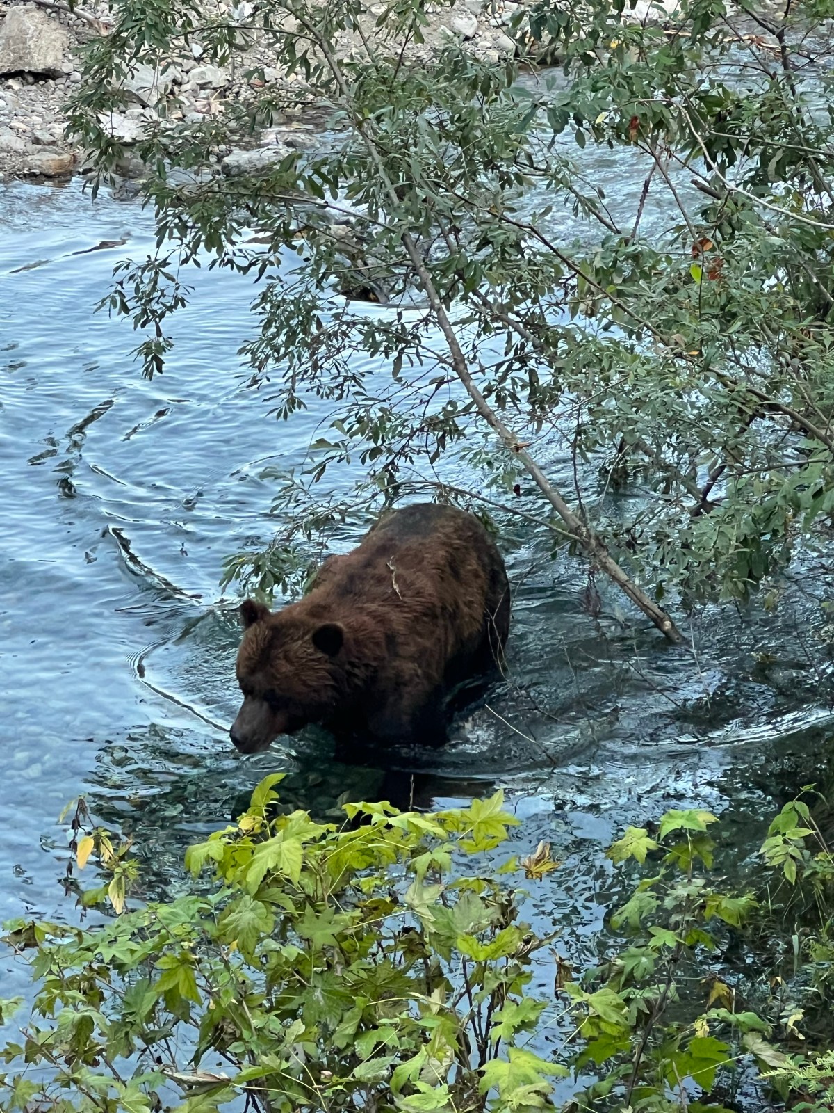 Hyder AK…bears &&nbsp;glaciers