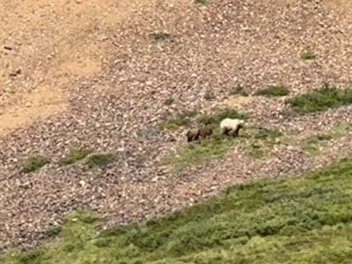 Bear Bear! Moose!&nbsp;Mountain!